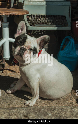 Nahaufnahme der freundlich Französische Bulldogge sitzen vor dem antiken Speicher auf einsamen Gasse von Guarda. Das gut erhaltene mittelalterliche Stadt in der östlichen Portugal. Stockfoto