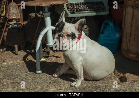 Nahaufnahme der freundlich Französische Bulldogge sitzen vor dem antiken Speicher auf einsamen Gasse von Guarda. Das gut erhaltene mittelalterliche Stadt in der östlichen Portugal. Stockfoto