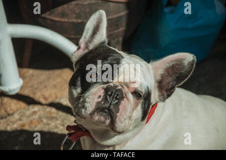 Nahaufnahme der freundlich Französische Bulldogge sitzen vor dem antiken Speicher auf einsamen Gasse von Guarda. Das gut erhaltene mittelalterliche Stadt in der östlichen Portugal. Stockfoto
