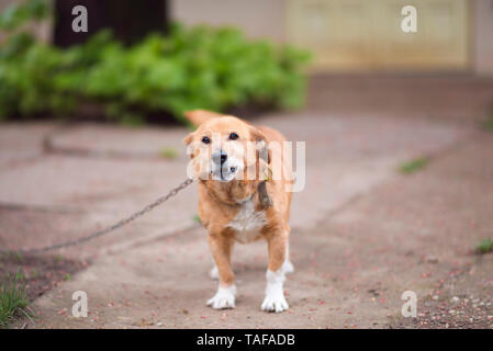 Verkettete inländischen Hund im Garten Stockfoto