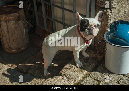 Nahaufnahme der freundlich Französische Bulldogge sitzen vor dem antiken Speicher auf einsamen Gasse von Guarda. Das gut erhaltene mittelalterliche Stadt in der östlichen Portugal. Stockfoto