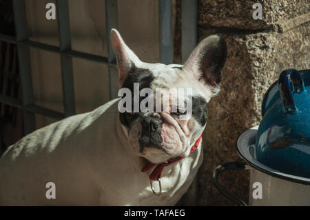 Nahaufnahme der freundlich Französische Bulldogge sitzen vor dem antiken Speicher auf einsamen Gasse von Guarda. Das gut erhaltene mittelalterliche Stadt in der östlichen Portugal. Stockfoto