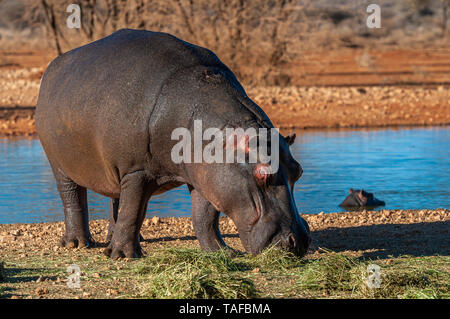 Hippopotamus Beweidung auf lusern in der Nähe der Wasser bei erindi Private Game Reserve in Namibia. Stockfoto