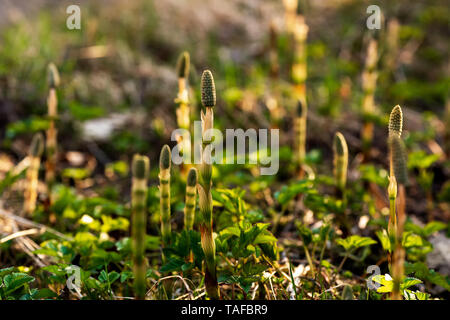 Heilpflanze Schachtelhalm auf dem Hintergrund der Feder Glade Stockfoto