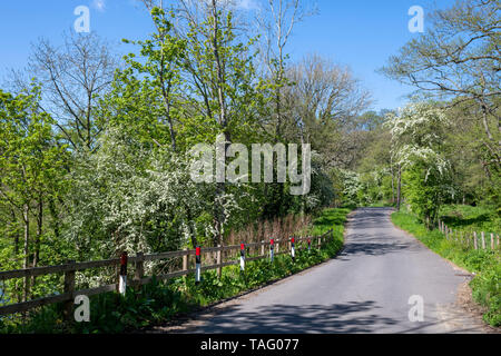 Die Freuden einer warmen Frühlingstag in Eskdale, North York Moors, Yorkshire, Großbritannien Stockfoto