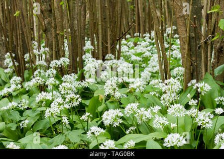Allium ursinum, Bärlauch, 'Bär Lauch', 'Bärlauch, Bärlauch, buckrams, Breitblättrigen Knoblauch, Bärlauch, Blüte in einem englischen Woodland Stockfoto