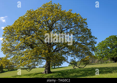 Die Reben eines englischen Eiche in Eskdale, North York Moors, Yorkshire, Großbritannien Stockfoto
