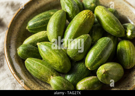 Raw Green Organic indischen Parval Squash bereit zu Kochen Stockfoto