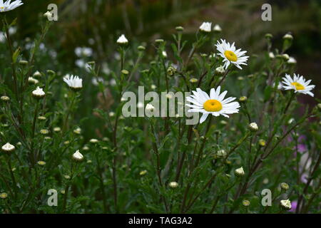 Shasta Daisy Flowers in Ventnor Esplanade und Wintergärten, Isle of Wight, Großbritannien. Stockfoto