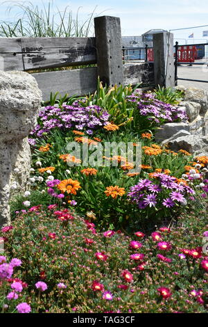 Blumen in Ventnor Esplanade und Wintergärten, Isle of Wight, Großbritannien. Stockfoto