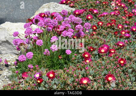 Blumen in Ventnor Esplanade und Wintergärten, Isle of Wight, Großbritannien. Stockfoto