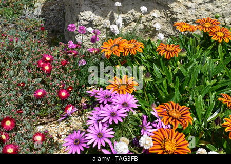 Blumen in Ventnor Esplanade und Wintergärten, Isle of Wight, Großbritannien. Stockfoto