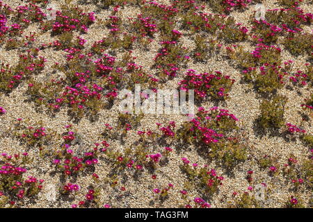 Blumen in Ventnor Esplanade und Wintergärten, Isle of Wight, Großbritannien. Stockfoto