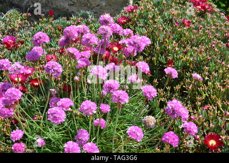 Blumen in Ventnor Esplanade und Wintergärten, Isle of Wight, Großbritannien. Stockfoto