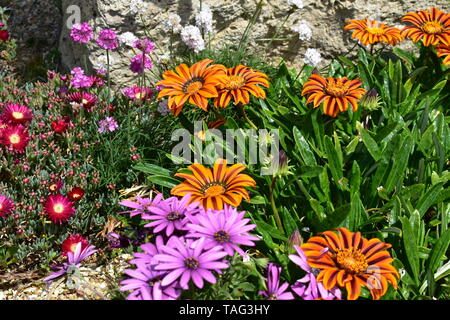 Blumen in Ventnor Esplanade und Wintergärten, Isle of Wight, Großbritannien. Stockfoto