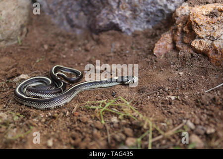 Kalifornien Kingsnake (Lampropeltis californiae) Stockfoto