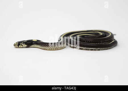 Kalifornien Kingsnake (Lampropeltis californiae) Stockfoto