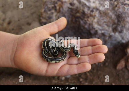 Kalifornien Kingsnake (Lampropeltis californiae) Stockfoto