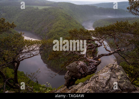 Czech Grand Canyon Horseshoe. Berühmte tschechische Lookout können in der Nähe von Prag. Mäander des Flusses Vltava in Südböhmen, Tschechische Republik Stockfoto