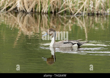 Männliche nördlichen Pintail schwimmen in Potter Marsh in Southcentral Alaska. Stockfoto