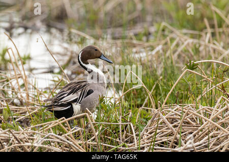 Männliche nördlichen Pintail putzen bei Potter Marsh in Southcentral Alaska. Stockfoto