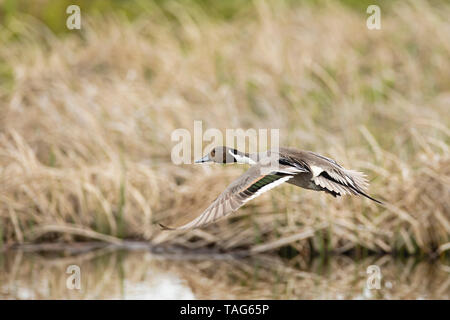 Männliche nördlichen Pintail fliegen bei Potter Marsh in Southcentral Alaska. Stockfoto