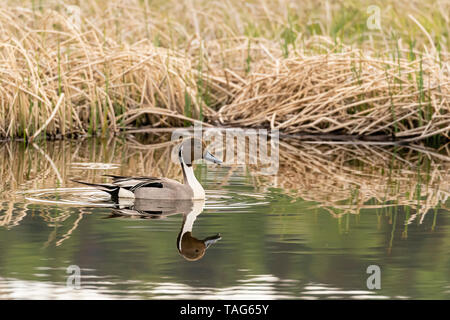 Männliche nördlichen Pintail schwimmen in Potter Marsh in Southcentral Alaska. Stockfoto