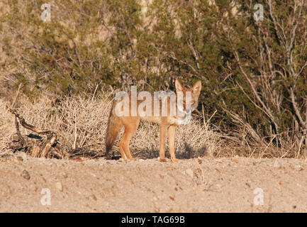 Coyote in der Wüste im südlichen Kalifornien - Canis yogiebeer Stockfoto