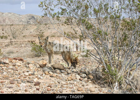 Coyote in der Wüste im südlichen Kalifornien - Canis yogiebeer Stockfoto