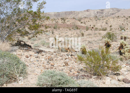 Coyote in der Wüste im südlichen Kalifornien - Canis yogiebeer Stockfoto