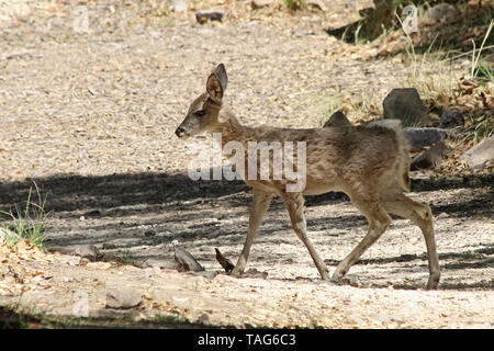Coues' Whitetail Deer (Odocoileus virginianus couesi) Stockfoto