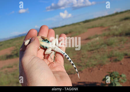 Mehr Earless Lizard (Cophosaurus texanus) in der Hand Stockfoto