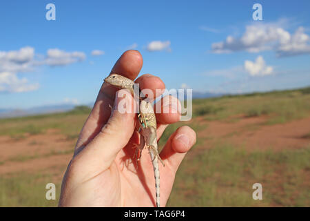 Mehr Earless Lizard (Cophosaurus texanus) Stockfoto