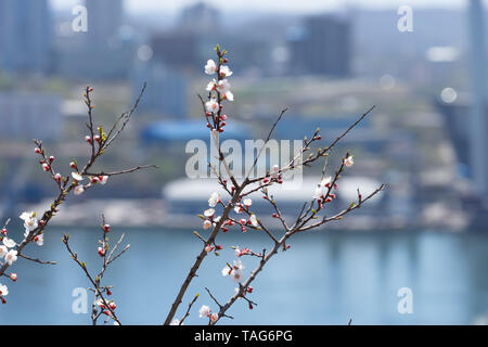 Blühende Zweige einer Frucht Baum auf einem unscharfen Hintergrund der urbanen Landschaft Stockfoto