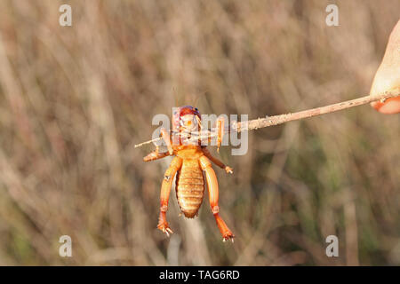 Jerusalem Cricket (Stenopelmatus) alias Potato Fehler Stockfoto