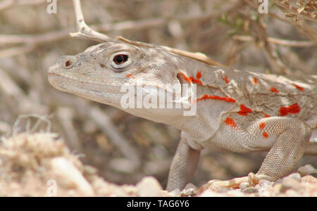 Spitzzange Leopard Lizard (Gambelia wislizenii) Stockfoto