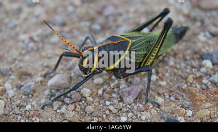 Pferd Taeniopoda Lubber Grasshopper (EE) im Arizona Stockfoto