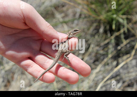 Reich verzierten Baum Lizard (Urosaurus ornatus) Stockfoto