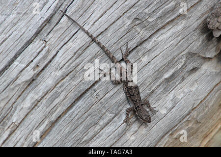 Reich verzierten Baum Lizard (Urosaurus ornatus) Stockfoto