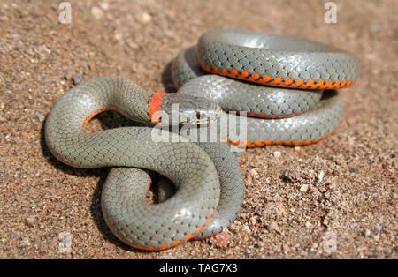 San Diego Ring-necked Schlange (Diadophis punctatus Imilis) Stockfoto