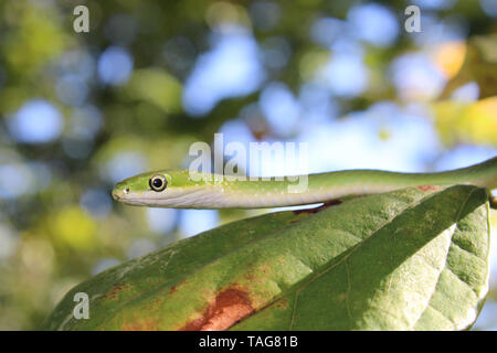 Grobe grüne Schlange (Opheodrys aestivus) auf Blatt im Baum Stockfoto