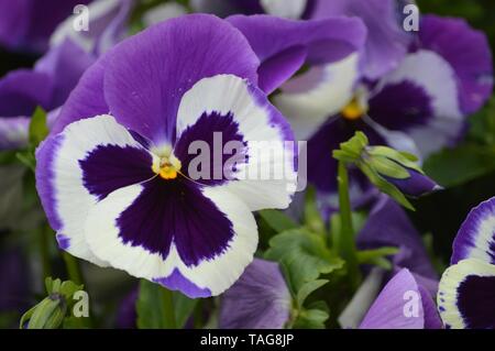 Schönen Blüten von Viola tricolor in springviolet Stockfoto