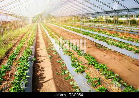 Erdbeere Pflanze Bauernhof Feld im Gewächshaus Stockfoto