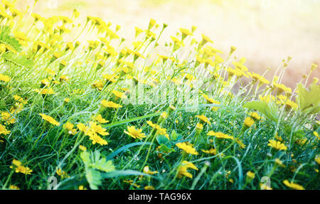 Bereich der gelben wedelia trilobata/Singapur daisy flower Asteraceae Stockfoto