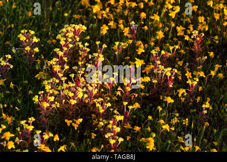 Butter'n'Eier (Triphysaria eriantha), Jepson Prairie Preserve, Kalifornien Stockfoto