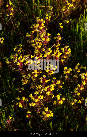 Butter'n'Eier (Triphysaria eriantha), Jepson Prairie Preserve, Kalifornien Stockfoto