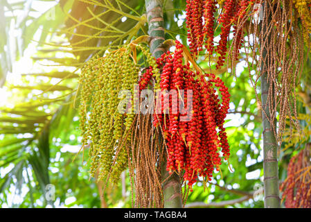 Datum palm Obst reif - Siegellack Palme auf dem Baum Stockfoto