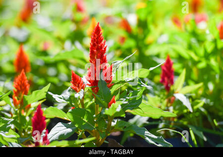 Bunte Blume celosia argentea oder gefiederten Cockscomb blühen im Frühling Garten Stockfoto