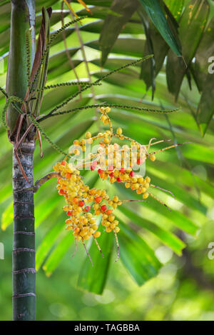 Datum palm Obst - Siegellack Palme auf dem Baum Stockfoto