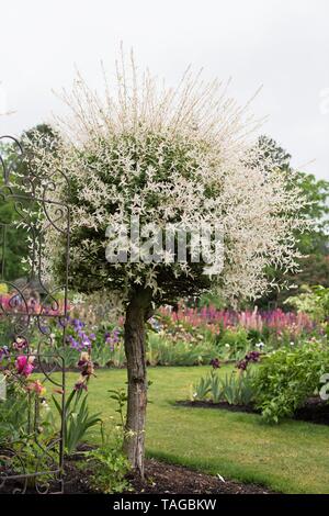Salix Integra 'Hakuro nishiki' - Baum bei Schreiner Iris Gärten in Salem, Oregon, USA. Stockfoto